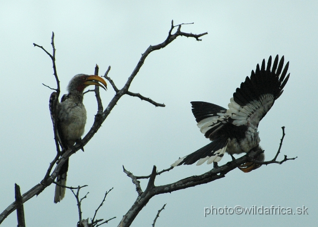 puku rsa 166.jpg - Southern Yellow-billed Hornbill (Tockus leucomelas)